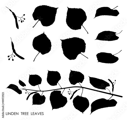 Black silhouettes of linden tree leaves isolated on white background. Autumn fallen leaves of linden tree. Vector