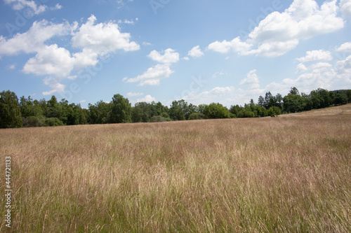 Heather landscape with grasses