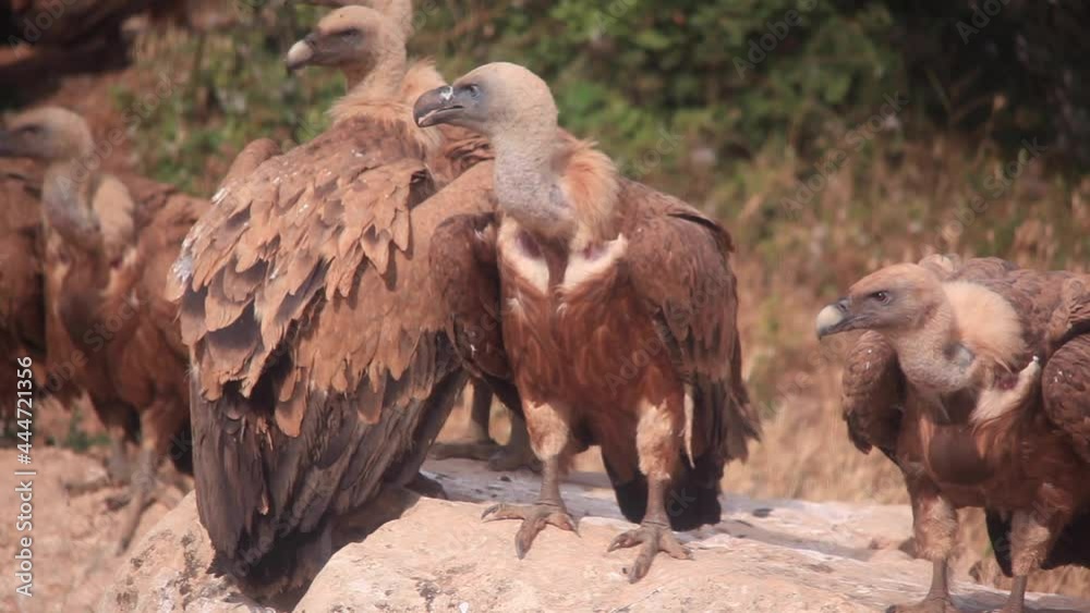 group of vultures eating in the wild group of vultures eating in the wild