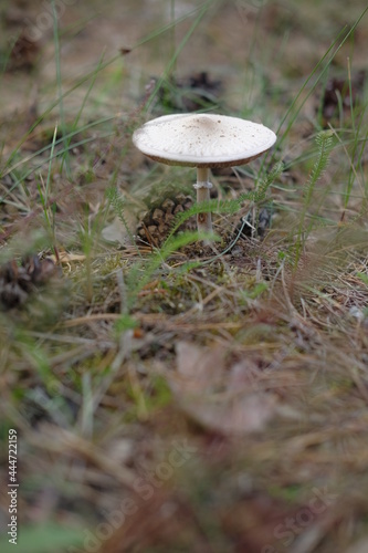 Mushrooms in the autumn forest