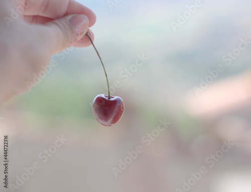 female fingers holding one red cherry surrounded by light blurred background  © Inna Italy