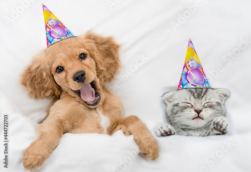 Funny yawning English Cocker spaniel puppy and kitten wearing birthday caps sleep together under white warm blanket on a bed at home. Top down view © Ermolaev Alexandr
