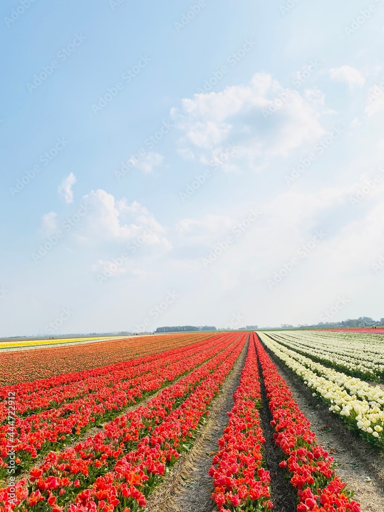 tulip tulip
