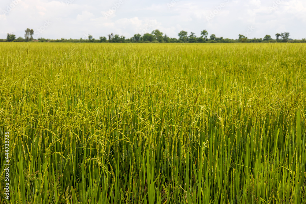 The background of the fertile grains of which the tips of the leaves have been cut off. The background of the fertile grains of which the tips of the leaves have been cut off.