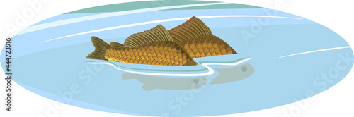 Back fins of crucian carp fishes sticking out of water during spawning