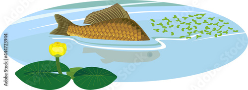 Back fin of crucian carp fish sticking out of water during spawning and yellow water-lily plant