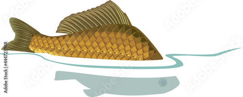 Back fin of crucian carp fish sticking out of water during spawning