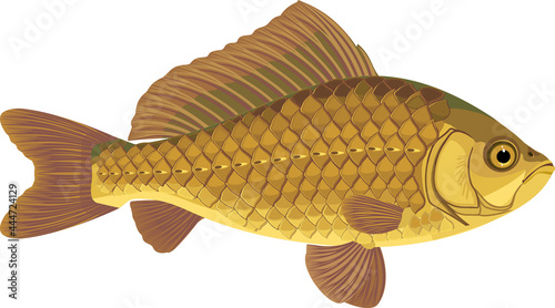 Crucian carp fish isolated on white background