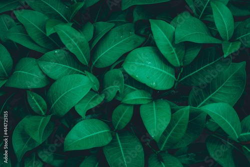 Fototapeta Naklejka Na Ścianę i Meble -  rainy season, water drop on lush green foliage in rain forest, nature background, dark toned process
