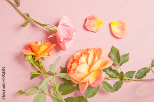 Flower arrangement of pink roses and petals on a pink background. The concept of the holiday. Valentine s Day. Can be used as a background