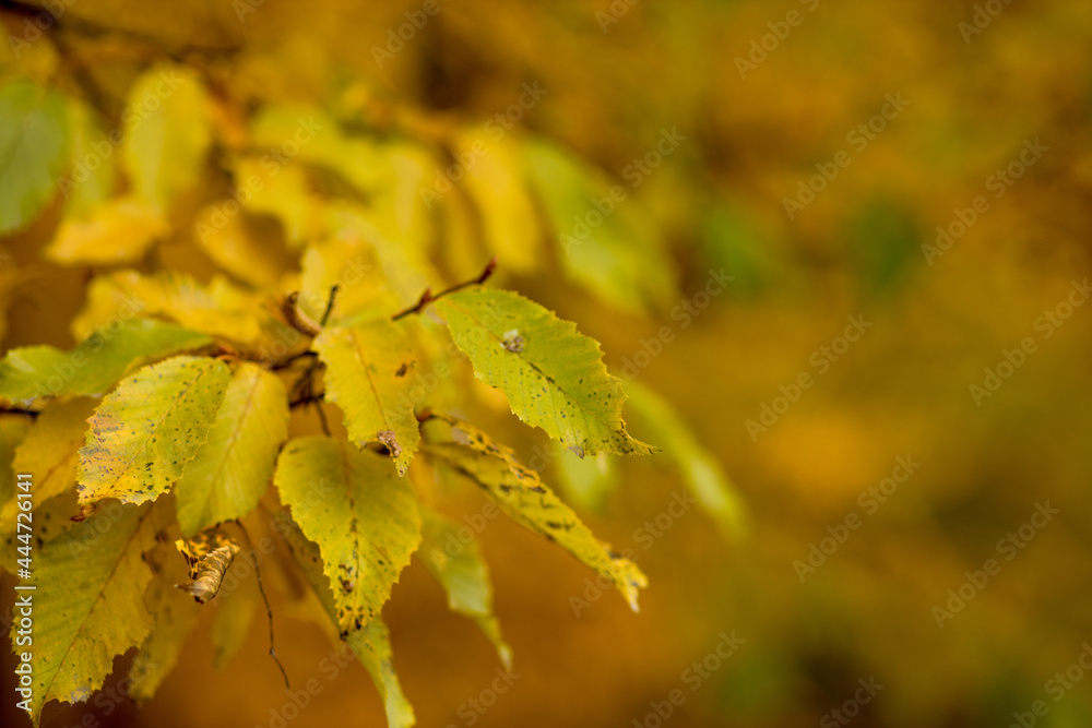 Fall, autumn, leaves background. A tree branch with autumn leaves on a blurred background. Landscape in autumn season Fall, autumn, leaves background. A tree branch with autumn leaves on a blurred background. Landscape in autumn season