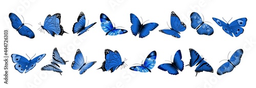 Realistic blue butterflies. Flying butterfly, isolated bright insects collection. Decorative spring summer forest and garden wild animals vector set