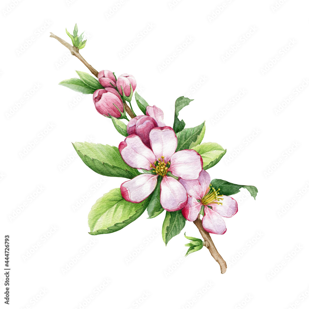 Apple tree pink flowers. Watercolor floral illustration. Blooming hand draw spring element. Apple blossom with tender petals, green leaf and buds close up image. Isolated on white background
