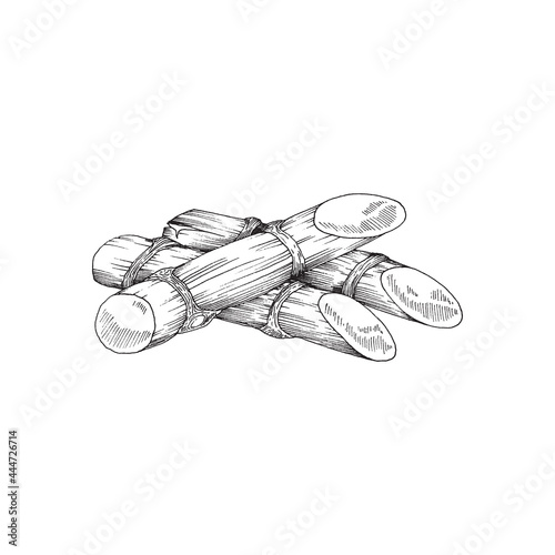 Pile of sugarcane stems engraving vector illustration isolated on white.