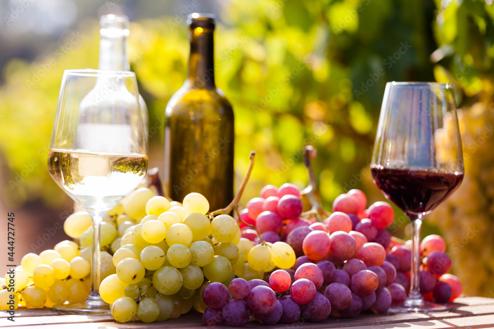 still life with glasses of red and white wine and grapes in field of vineyard