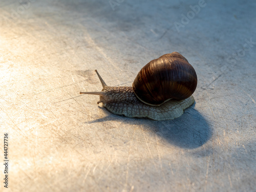 A curious snail on a gray neutral background with a place for information or a slogan