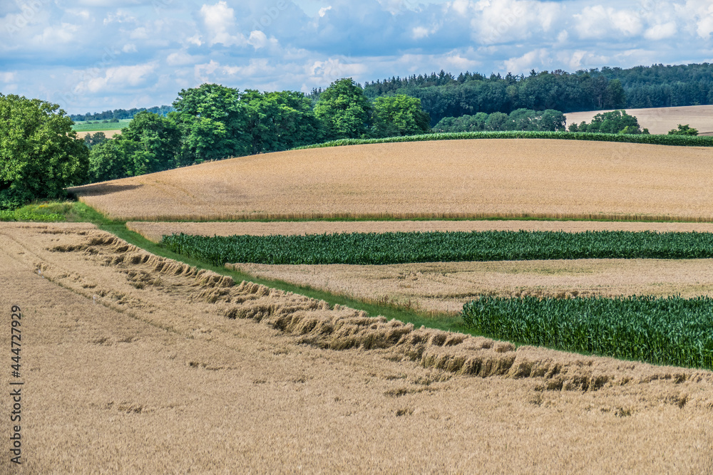 Getreideanbau in Hügellandschaft
