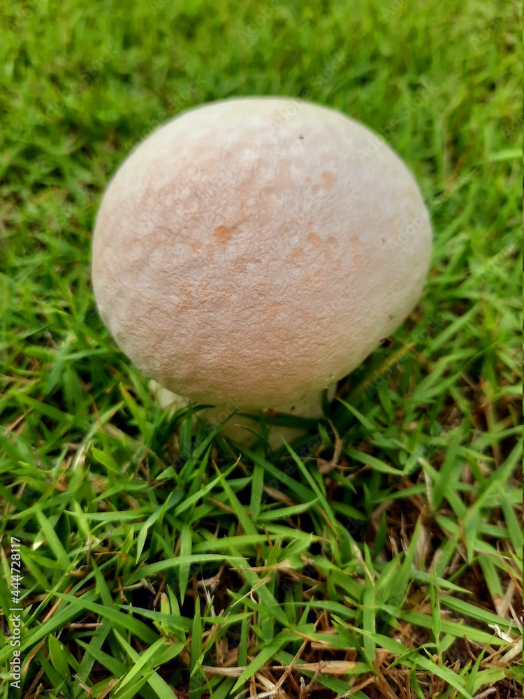 Golf mushroom in the grass. Golf mushroom in the grass.