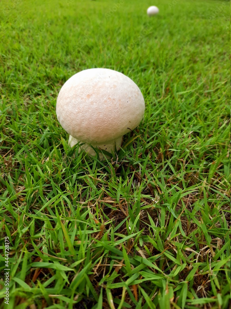 Golf mushroom in the grass. Golf mushroom in the grass.