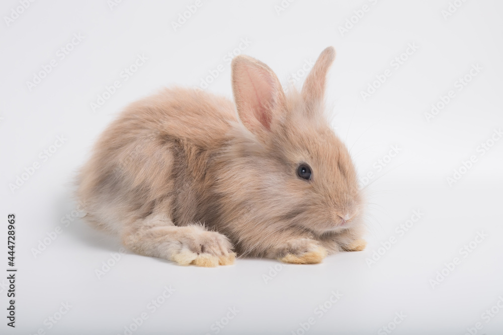 Obraz premium light brown cute rabbit lying on white background