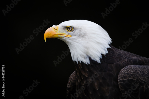 Portrait of a proud pretty bald eagle seen from the side on a black background