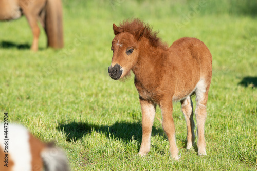 Cute foal of a shetland pony on a green grass field