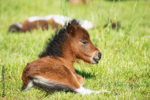 Foto Cute foal of a shetland pony lying down on a green grass field