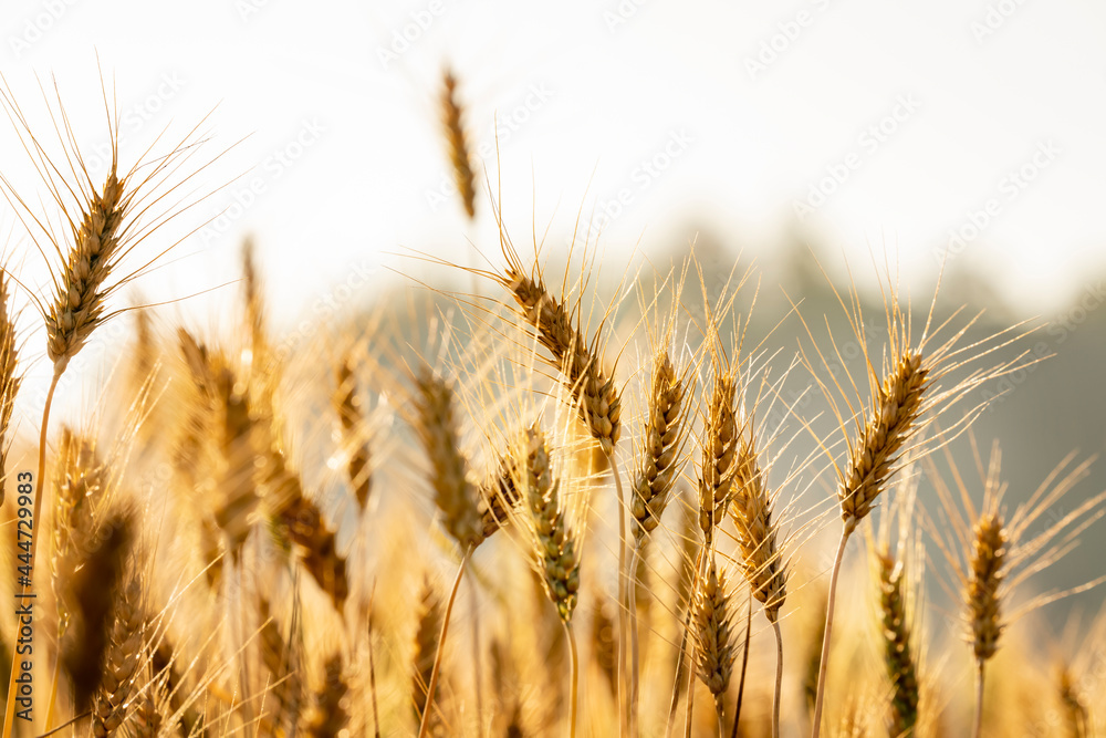 Wheat meadow. Ripe Gold Barley field in summer. Nature organic Yellow rye plant Growing to harvest. Wheat meadow. Ripe Gold Barley field in summer. Nature organic Yellow rye plant Growing to harvest.