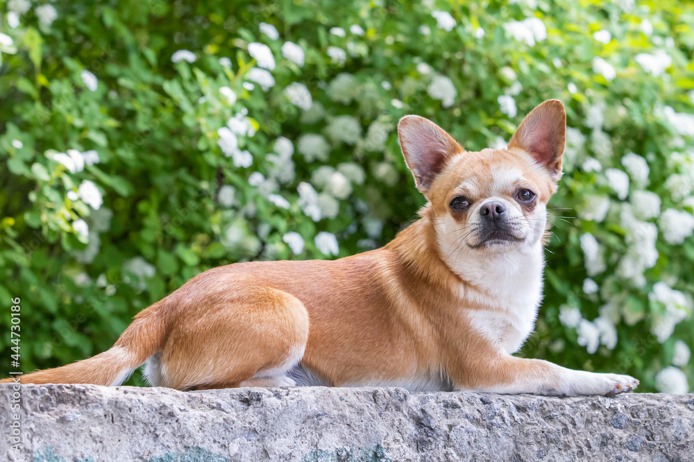 Chihuahua dog lies on the curb
