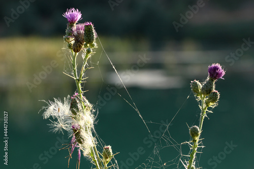 dandelion seeds and spider web on thistle
