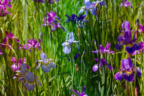 Floral background of irises of different colors