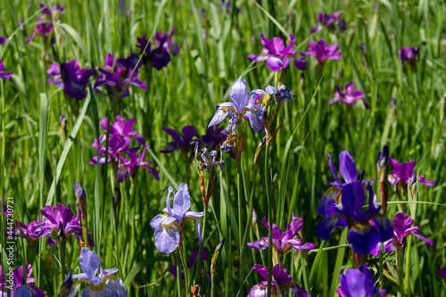 Floral background of irises of different colors