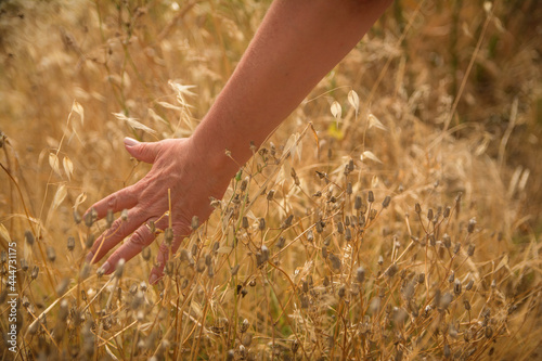 Woman's Hand Touching The Grass Running In A Field.