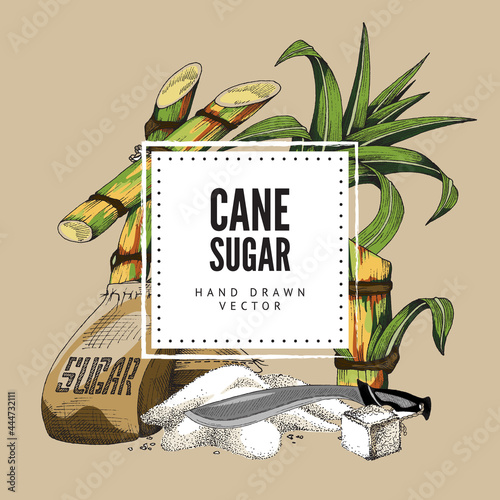 Cane sugar banner with sugarcane plant, engraving vintage vector illustration.