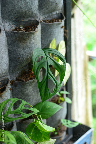 Monstera Adansonii are plants that are currently popular in Indonesia as Janda Bolong, Rondo Bolong or Janbol.The Swiss Cheese plant or Five Holes Plant. photo