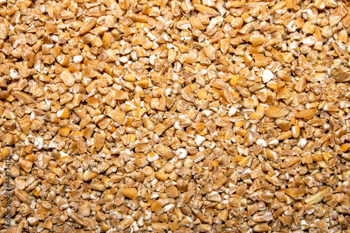 Wheat groats background.The texture is wheat groats. photo