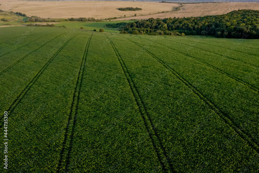 Corn field with young plants on fertile soil on sunset