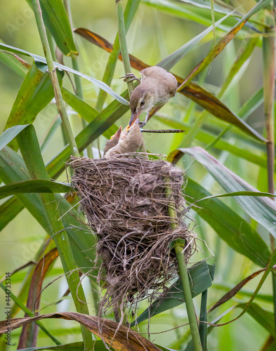 фотографія reed warbler's brooding in wetland