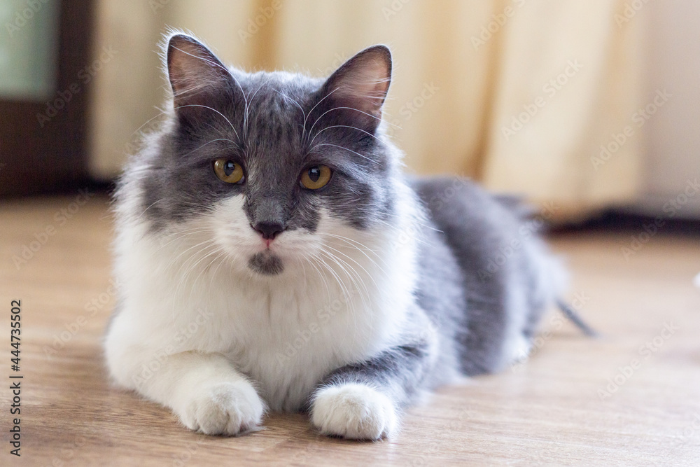 Grey and white fluffy cat lying on the floor and looks at camera