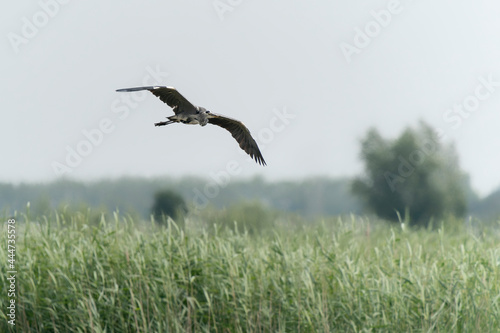  Beautiful Grey Heron (Ardea cinerea) in flight in Gelderland in the Netherlands .                           © Albert Beukhof