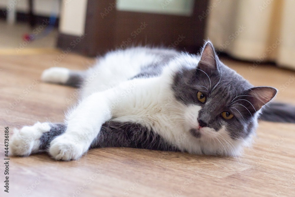 Grey and white fluffy cat lying on the floor and looks at camera