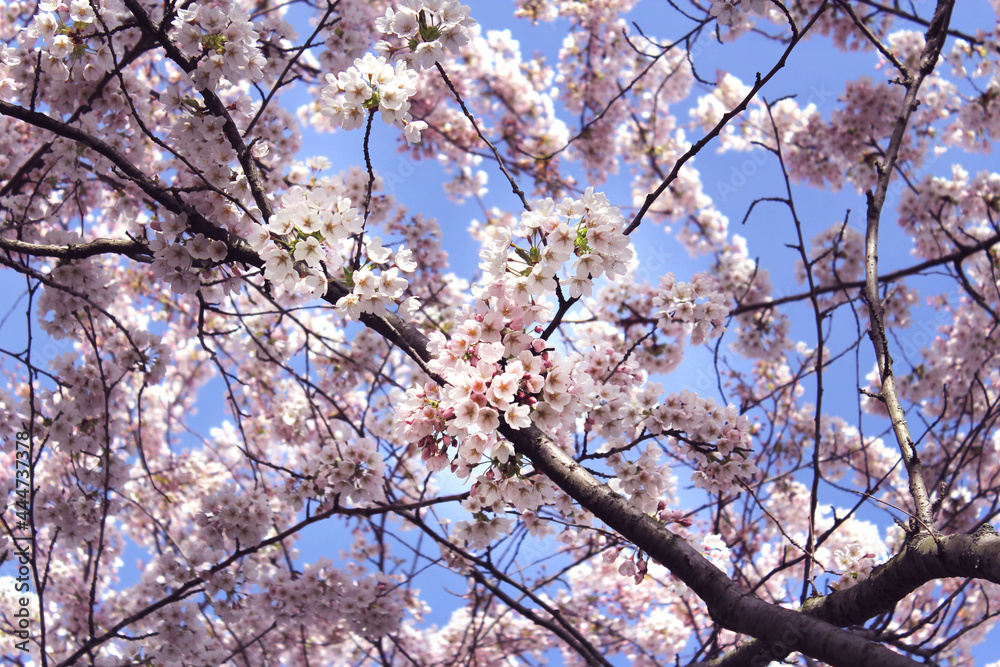 Cherry blossoms sakura in copenhagen Cherry blossoms sakura in copenhagen