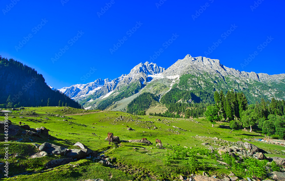 Beautiful mountain scenery. Blue sky, white clouds, horses grazing. In-depth trip on the Sonamarg Hill Trek in Jammu and Kashmir, India, June 2018