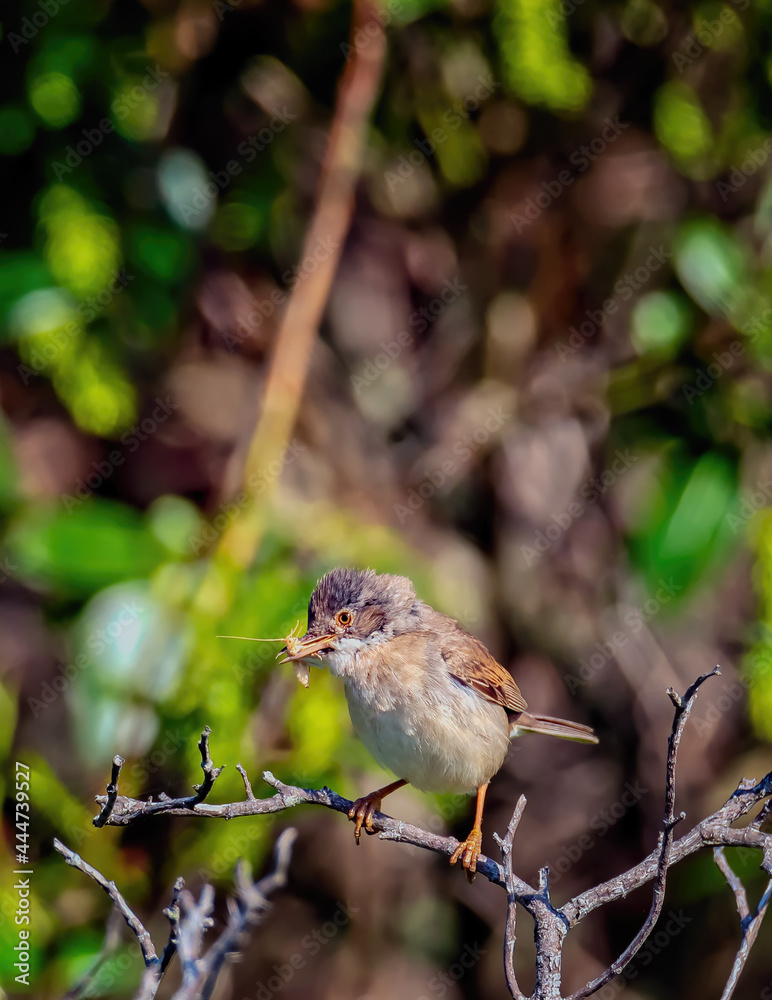 Fototapeta premium thorn warbler with an insect in its beak