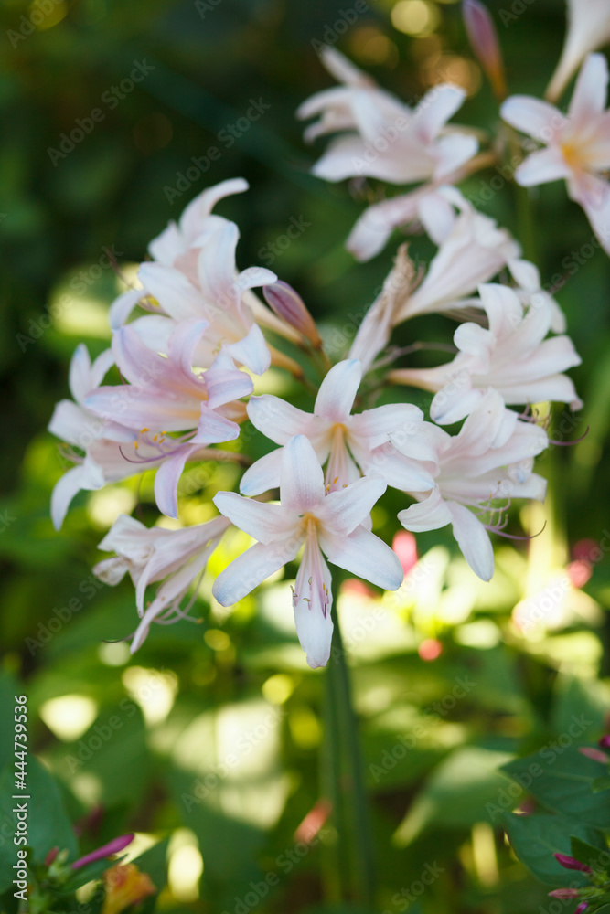 Amaryllis, Amarillis belladonna pink flower blooming in garden, on greenary background, selective focus, vertical Amaryllis, Amarillis belladonna pink flower blooming in garden, on greenary background, selective focus, vertical