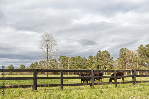 Cows grazing in a pasture behind a brown wooden fence