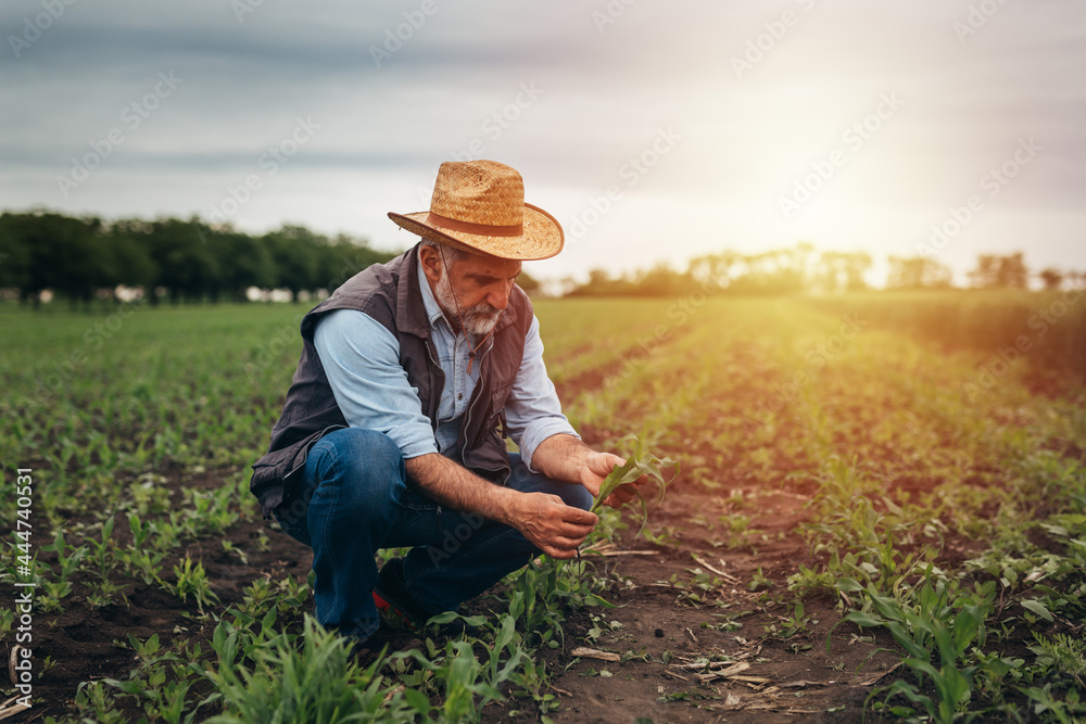 man examining root of corn plant on field