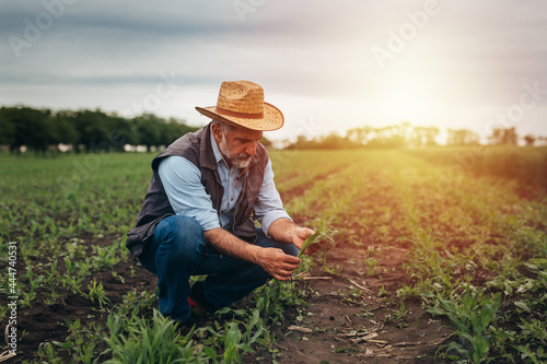 man examining root of corn plant on field