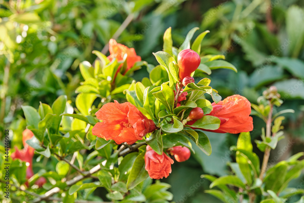A branch of a flowering pomegranate with beautiful coral flowers A branch of a flowering pomegranate with beautiful coral flowers