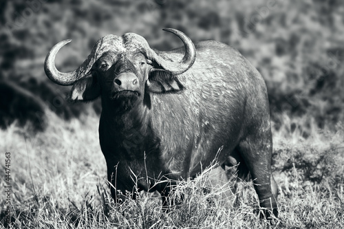 Cape buffalo in black and white highly focused and alerted showing the distinct buffalo pose when alerted. 
